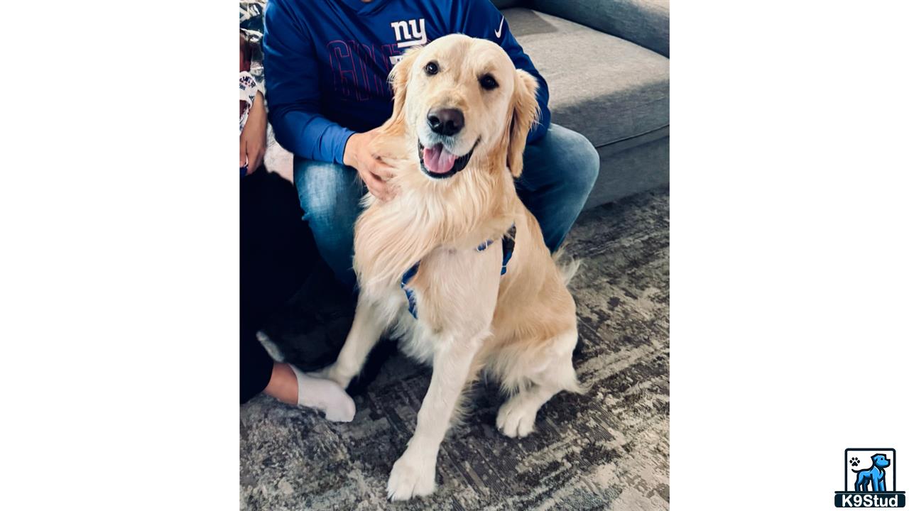 a golden retriever dog sitting on a persons lap