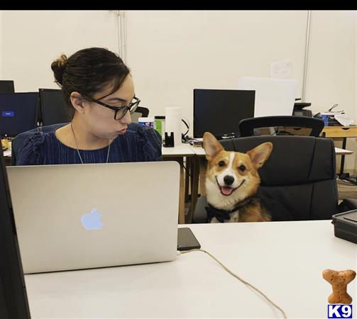 a person and a cardigan welsh corgi dog looking at a laptop