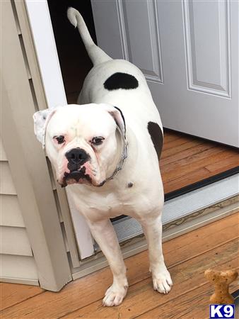 a american bulldog dog with a white collar