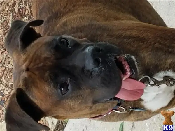 a boxer dog with its tongue out
