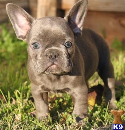 a small brown french bulldog dog