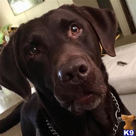 a labrador retriever dog with its mouth open