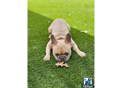 a french bulldog dog lying on grass with a crab in its mouth