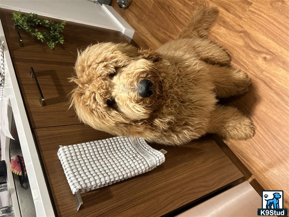 a goldendoodles dog lying on a table