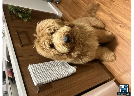 a goldendoodles dog lying on a table