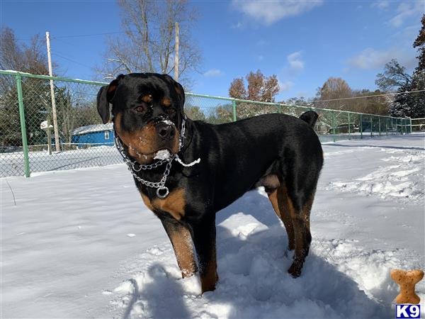 a rottweiler dog standing in the snow