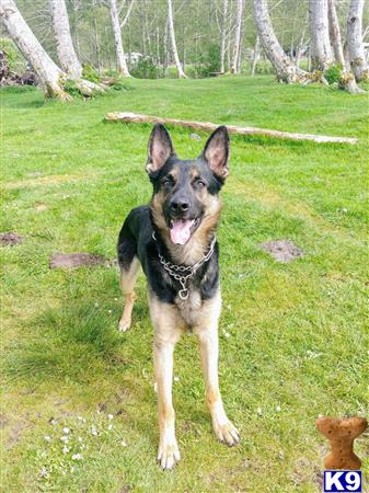 a german shepherd dog standing in a grassy area