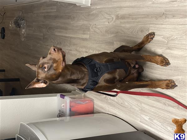 a doberman pinscher dog lying on a bed