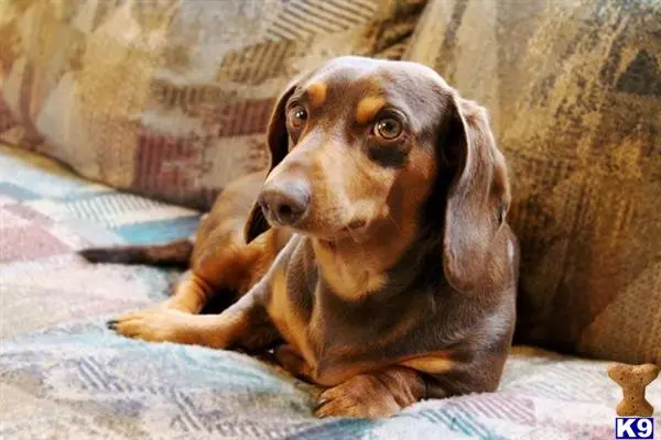 a dachshund dog lying on a bed