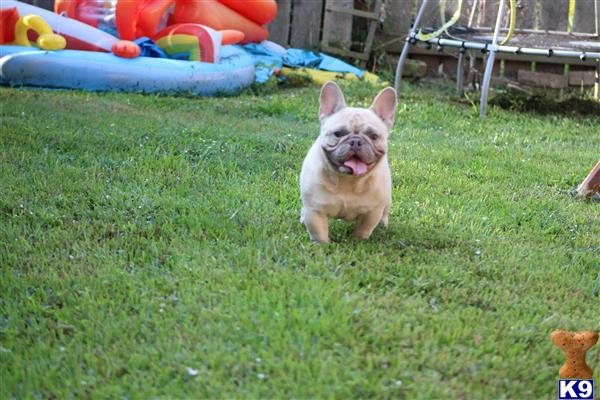 a small french bulldog dog running in a grassy area