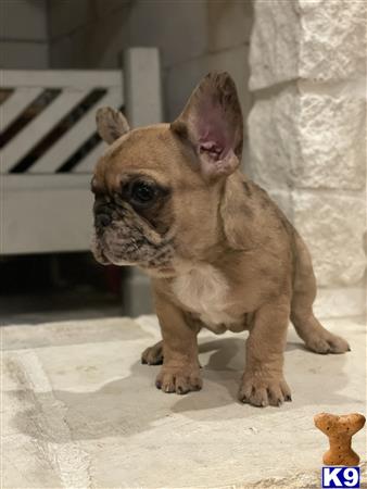 a small french bulldog dog with a human face