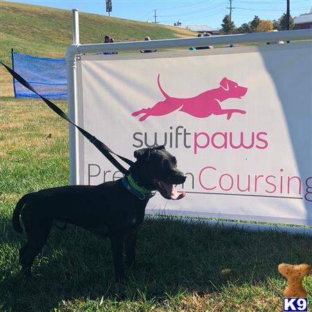 a patterdale terrier dog on a leash in front of a sign