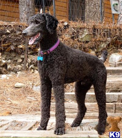 a poodle dog standing outside