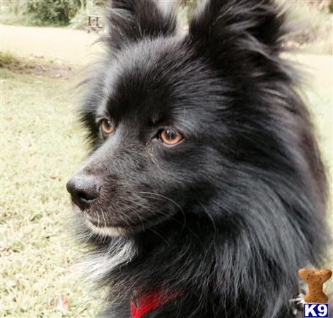 a black pomeranian dog with brown eyes