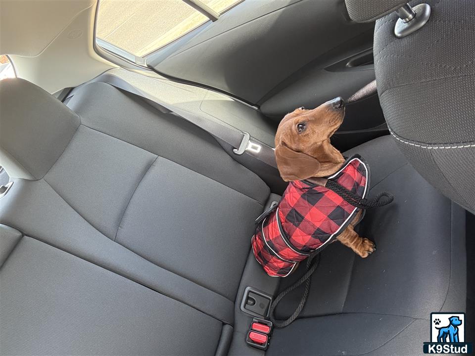 a stuffed animal in a car