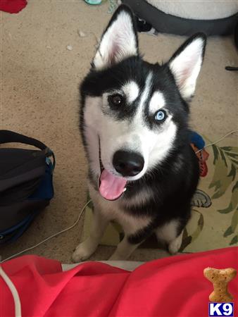 a siberian husky dog sitting on the floor