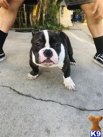 a american bully dog standing on pavement