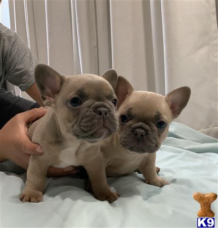 a couple of french bulldog dogs sitting on a bed