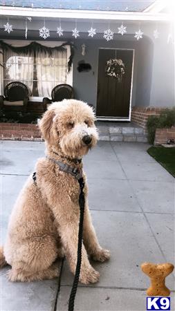 a goldendoodles dog sitting on a patio