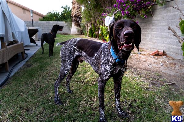 a black german shorthaired pointer dog standing on grass