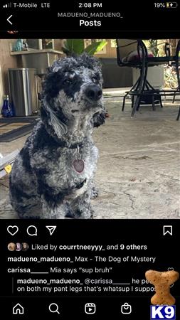 a poodle dog standing on its hind legs