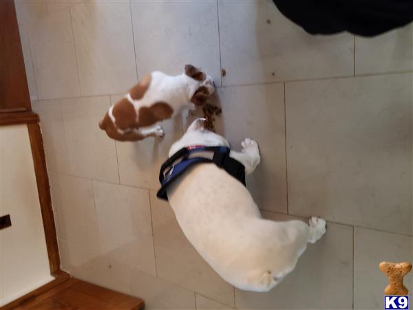 two english bulldog dogs in a room