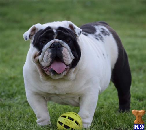 a english bulldog dog with its mouth open