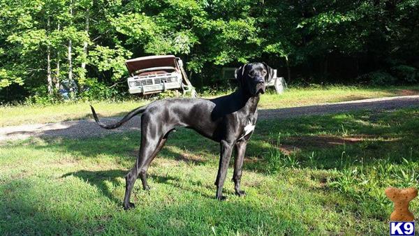 a great dane dog standing in a grassy area