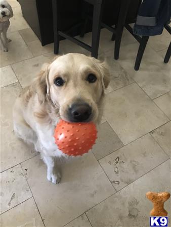 a golden retriever dog holding a ball