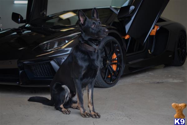 a german shepherd dog sitting in front of a car
