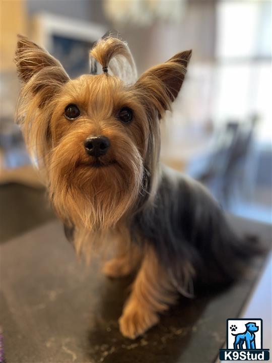 a yorkshire terrier dog with a stuffed animal in its mouth