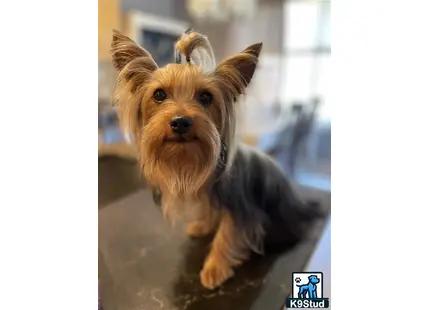 a yorkshire terrier dog with a stuffed animal in its mouth