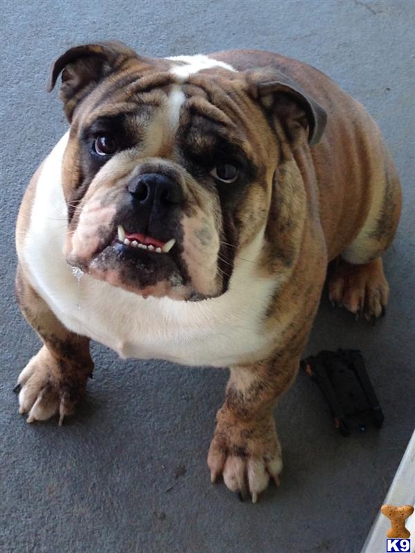 English Bulldog stud dog