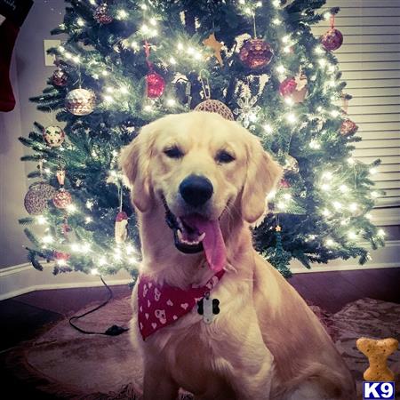 a golden retriever dog sitting in front of a christmas tree