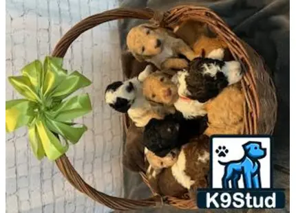 a basket full of goldendoodles puppies