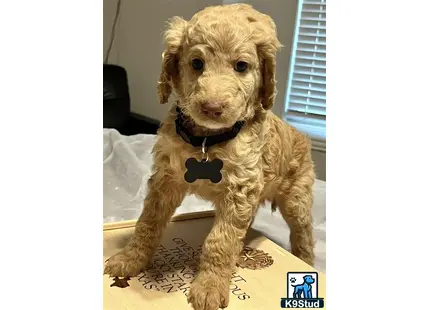 a goldendoodles dog wearing a collar