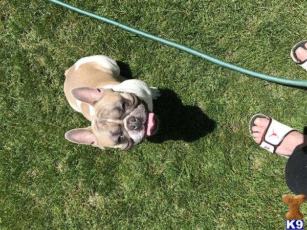 a french bulldog dog lying on grass