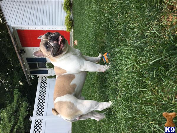 a french bulldog dog and a cat in a yard