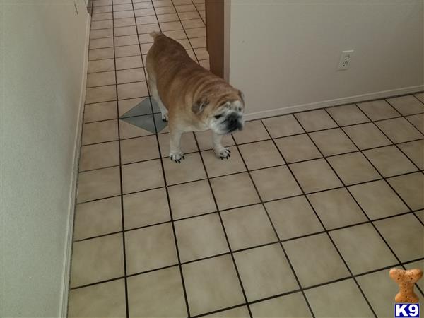 a english bulldog dog standing on a tile floor