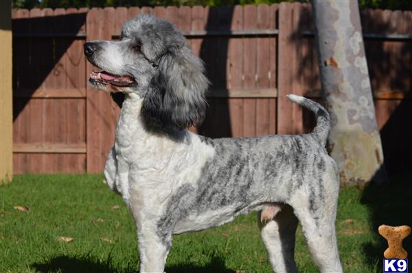 a poodle dog standing in a yard