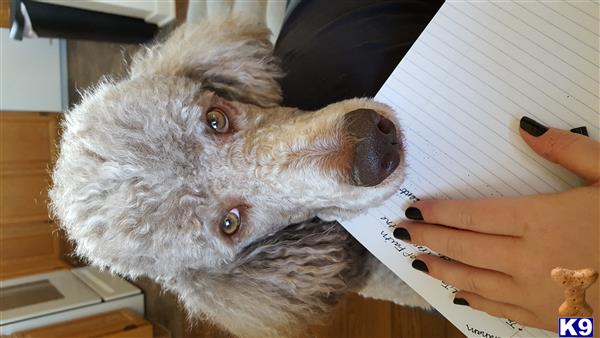 a poodle dog with a persons hand on its face