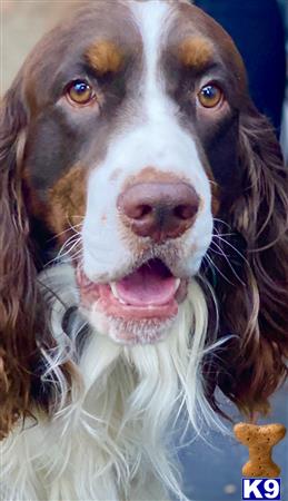 a english springer spaniel dog with its tongue out