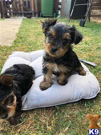 a yorkshire terrier dog sitting on a blanket