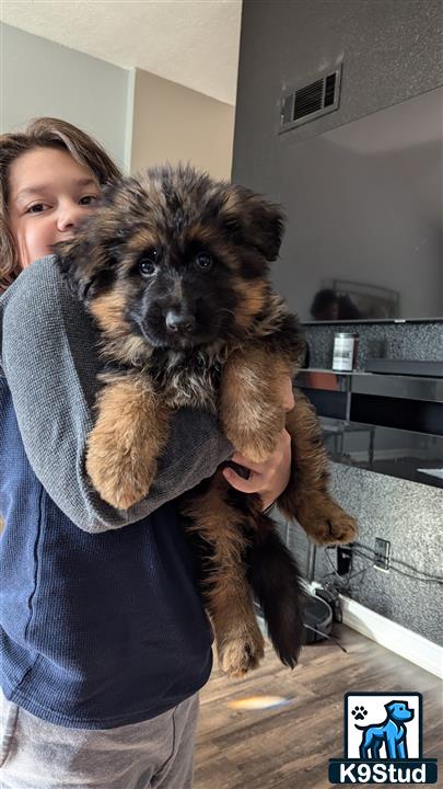 a person holding a german shepherd dog