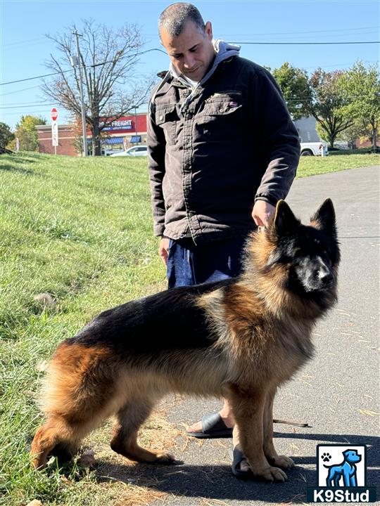 a man petting a german shepherd dog