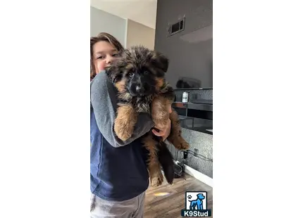 a person holding a german shepherd dog