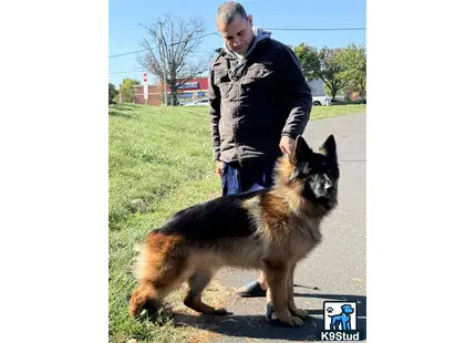 a man petting a german shepherd dog