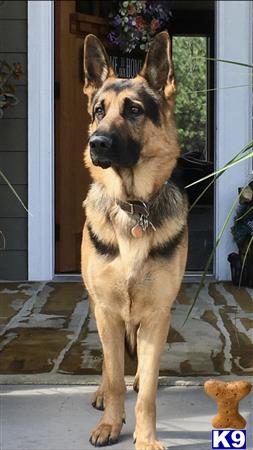 a german shepherd dog standing outside