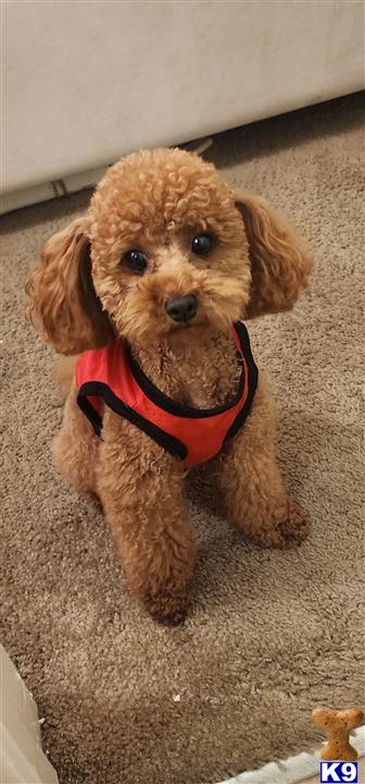 a small poodle dog wearing a red collar