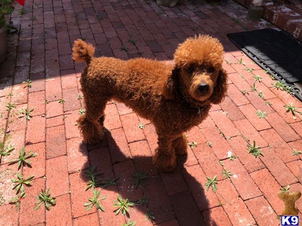 a poodle dog standing on a brick surface